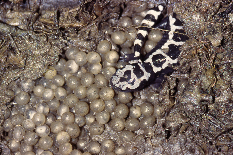 Marbled Salamander female guarding her clutch of eggs in the dry pool basin. Credit: Jack Ray